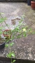 Продавам растение Зимен Жасмин (Jasminum nudiflorum), снимка 3