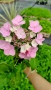 Хортензия Месалина, Hydrangea Messаlina  за сянка !, снимка 5