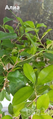 Фикус Бенджамин Microcarpa, височина 145-135см, снимка 7 - Стайни растения - 54500156