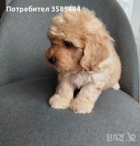 Shih poo/Mini poodle , снимка 9 - Пудели - 54096771