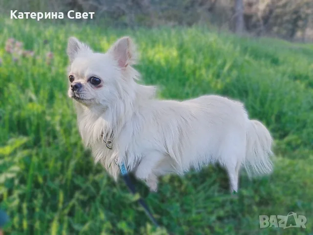 Женско дългокосместо мини чихуахуа, снимка 11 - Чихуахуа - 55481949