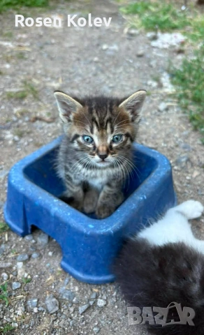 Подарявам котенца, снимка 2 - Други - 55156432