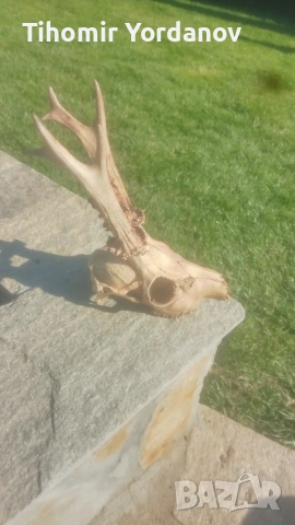 Трофей от сръндак -5 броя , снимка 18 - Антикварни и старинни предмети - 54056882