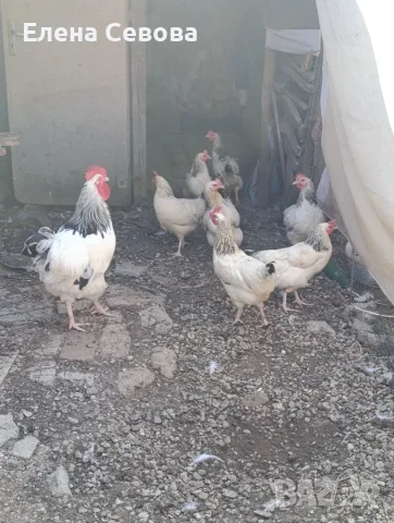 Продавам Съсекс 