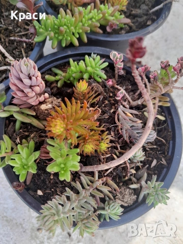 Микс седуми.