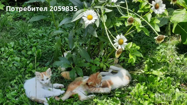 Подарявам малки котета, снимка 2 - Други - 55603148