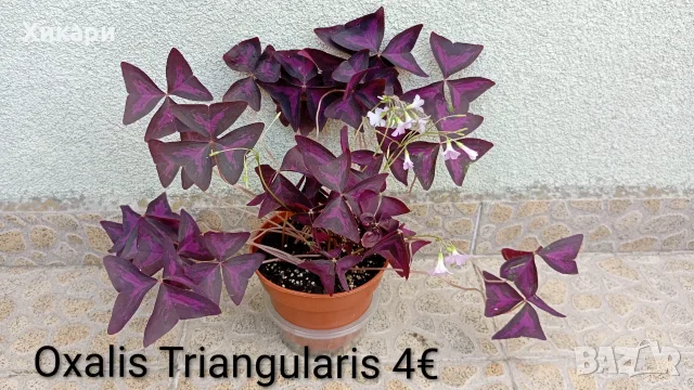 Оксалис Oxalis Triangularis 