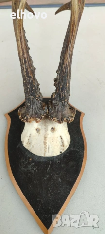 Еленови рога с череп#4, снимка 2 - Антикварни и старинни предмети - 46081780