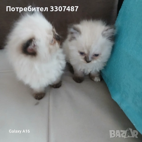 Коте Регдол, снимка 10 - Други - 54607291