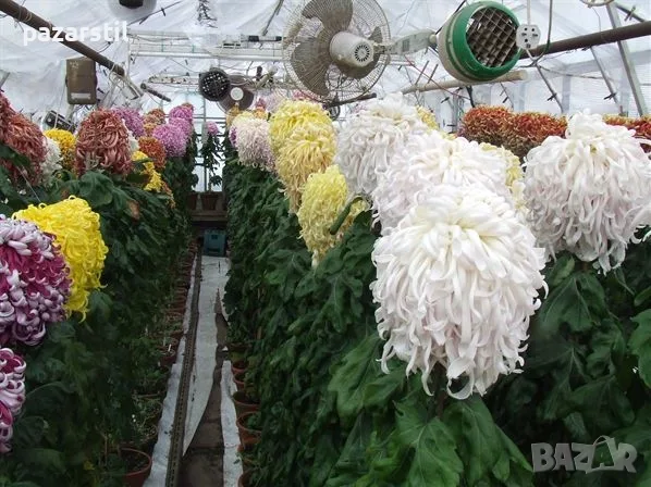 ХРИЗАНТЕМА СОРТОВА, ЖЪЛТА - Разсад, снимка 6 - Градински цветя и растения - 55545526