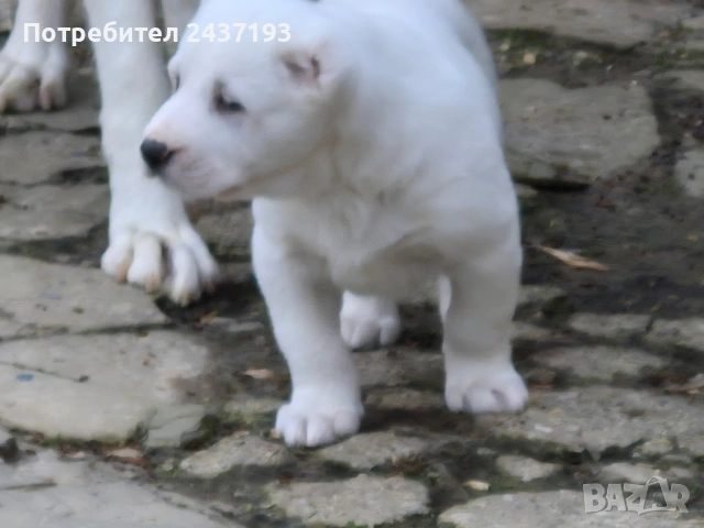 Алабай (Средно Азиатска Овчарка ), снимка 9 - Алабай - 54035161