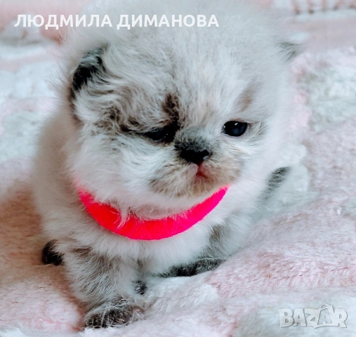 Хималайско момиче със сини очи. , снимка 8 - Персийска - 54181520