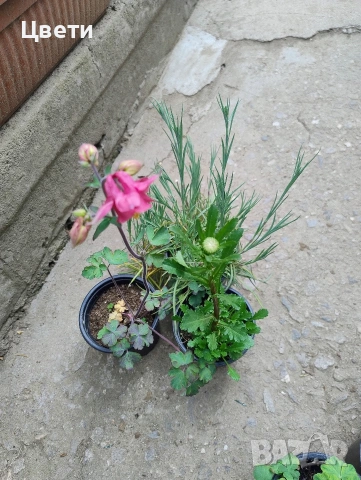 Продавам , снимка 3 - Градински цветя и растения - 54327314