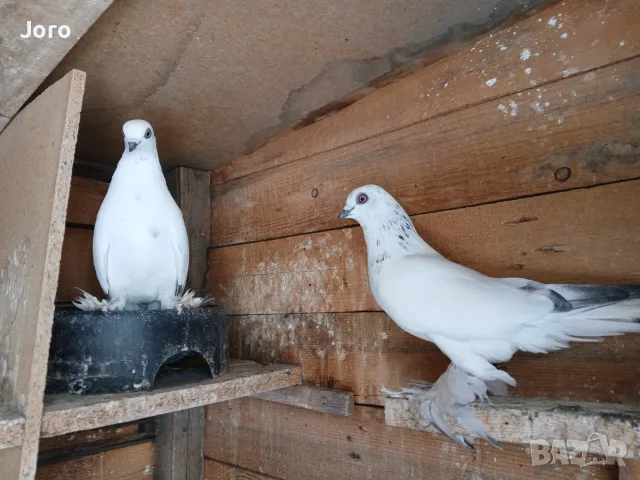 Унгарски гълъби 