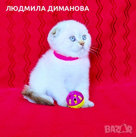 Шотландски мъжки със сини очи. , снимка 3 - Британска късокосместа - 54465113