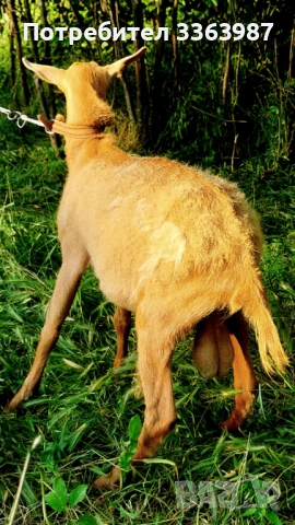 Ziegen, Milchziegen , снимка 3 - Кози - 54829133