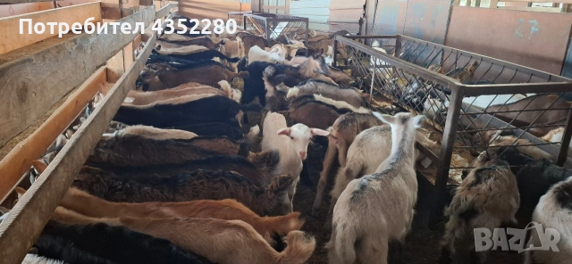Ярета 5€, снимка 3 - Кози - 54620040