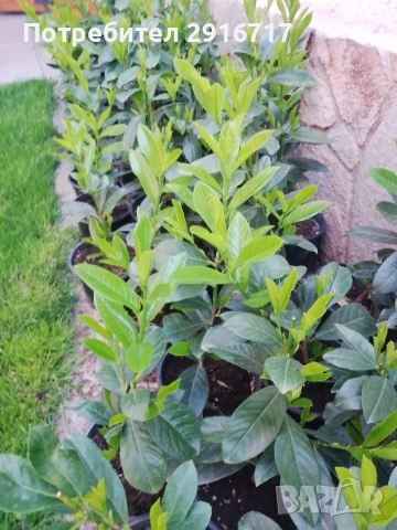 Лавровишна Новита , снимка 12 - Градински цветя и растения - 53881772