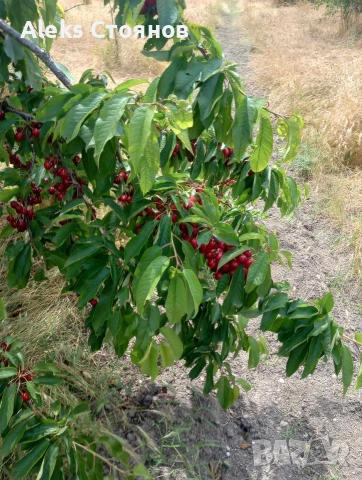 череши за ракия 0,50€, снимка 2 - Казани за ракия - 54923658