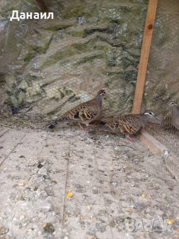 Двойка бронзовокрили гълъби, снимка 5 - Гълъби - 54127174