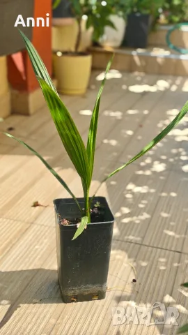 🌴 Канарска финикова палма (Phoenix canariensis) – здраво младо растение, снимка 3 - Градински цветя и растения - 55661591