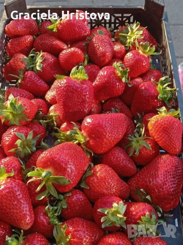 Продавам разсад ягоди , снимка 4 - Сортови семена и луковици - 54365234