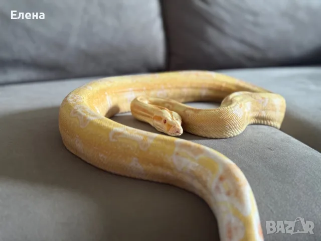 Боа Удушвач / Boa constrictor, снимка 4 - Змии - 55691159