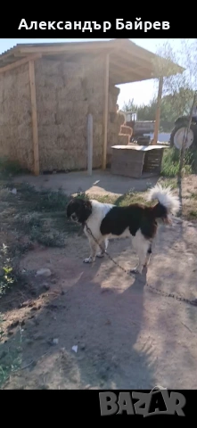 Каракачански кучета , снимка 14 - Каракачанска овчарка - 54327853