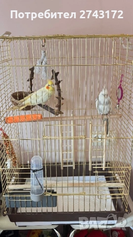 Папагали Корела с клетка 88/50