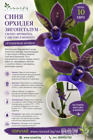 Синя Орхидея "ЗИГОПЕТАЛУМ" - ароматна 