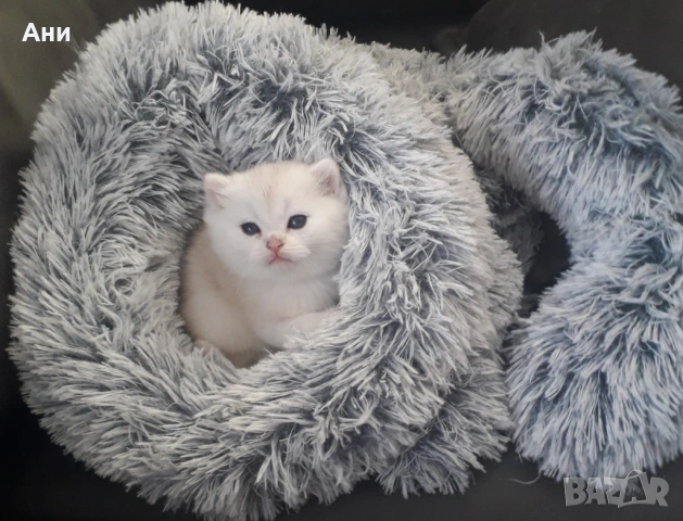 Много Красиво Котенце .Момченце като Меченце, снимка 2 - Британска късокосместа - 54412483