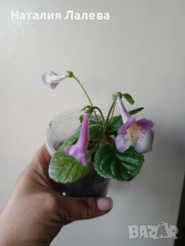 Мини синингия, mini siningia