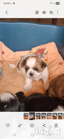 малки бебета Ши тцу , снимка 7 - Ши Тцу - 54096124