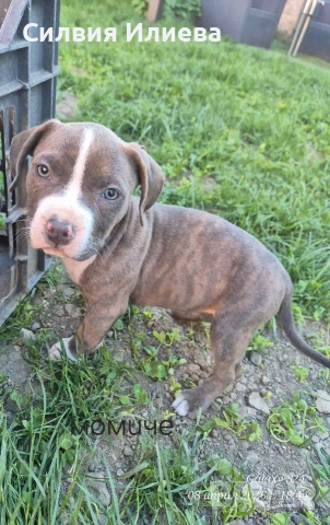 Малки бебета питбули , снимка 17 - Питбул - 54090036