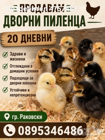Домашни дворни пиленца