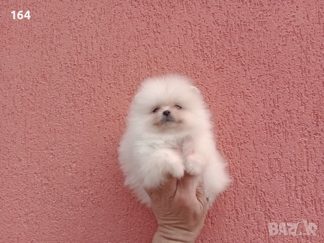 Померани. Реални снимки от 29.03.26 г. , снимка 16 - Померан - 54015787