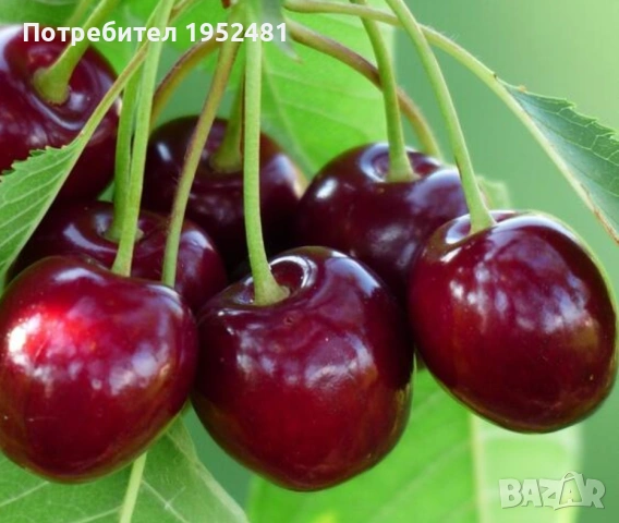 Кюстендилски череши 
