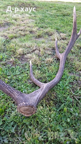 Еленски рог единичен 100см, снимка 5 - Декорация за дома - 54304391