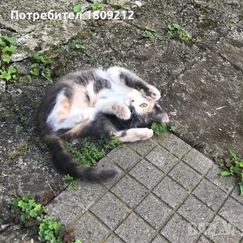 Малко коте, котенце, снимка 4 - Други - 55200478