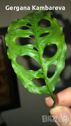 Резник monstera Obliqua Peru , снимка 2 - Стайни растения - 54634542