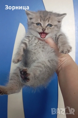 Британско коте, снимка 12 - Британска късокосместа - 54330863