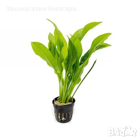 Аквариумно растение Echinodorus Bleheri