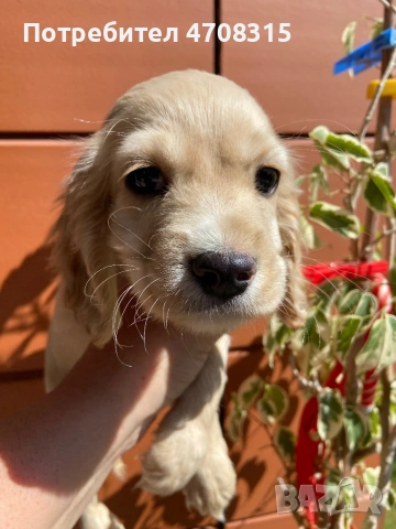 Кокер шпаньол английски момче 2 ваксини