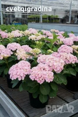 Hydrangea macrophylla ‘Love’-ХОРТЕНЗИЯ ЛЮБОВ, снимка 3 - Градински цветя и растения - 55394711