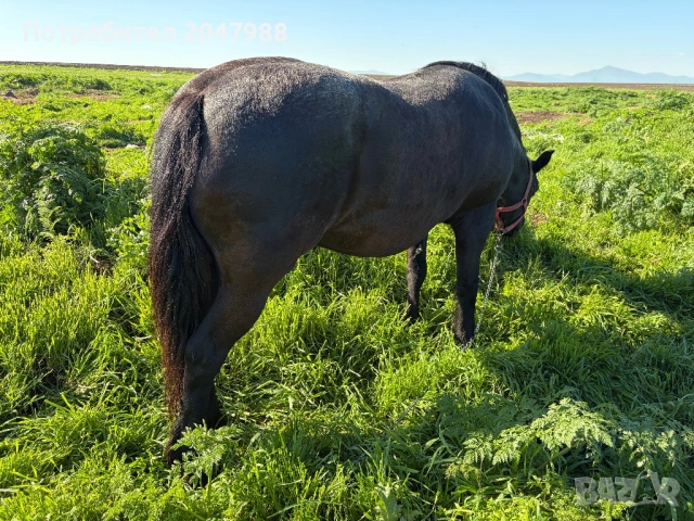 Кобила кон коне, снимка 6 - Коне - 54317054