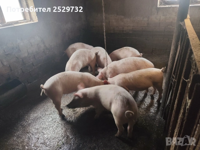 Прасета , снимка 5 - Прасета - 53976296