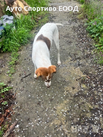 Търси дом, снимка 3 - Други - 54086354