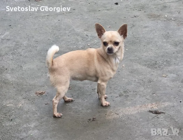 чихуахуа........