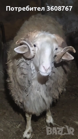 Продавам млад коч в село Узунджово