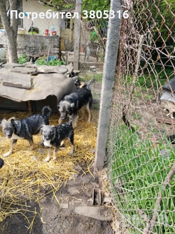 подарявам кученца, снимка 2 - Други - 54445778